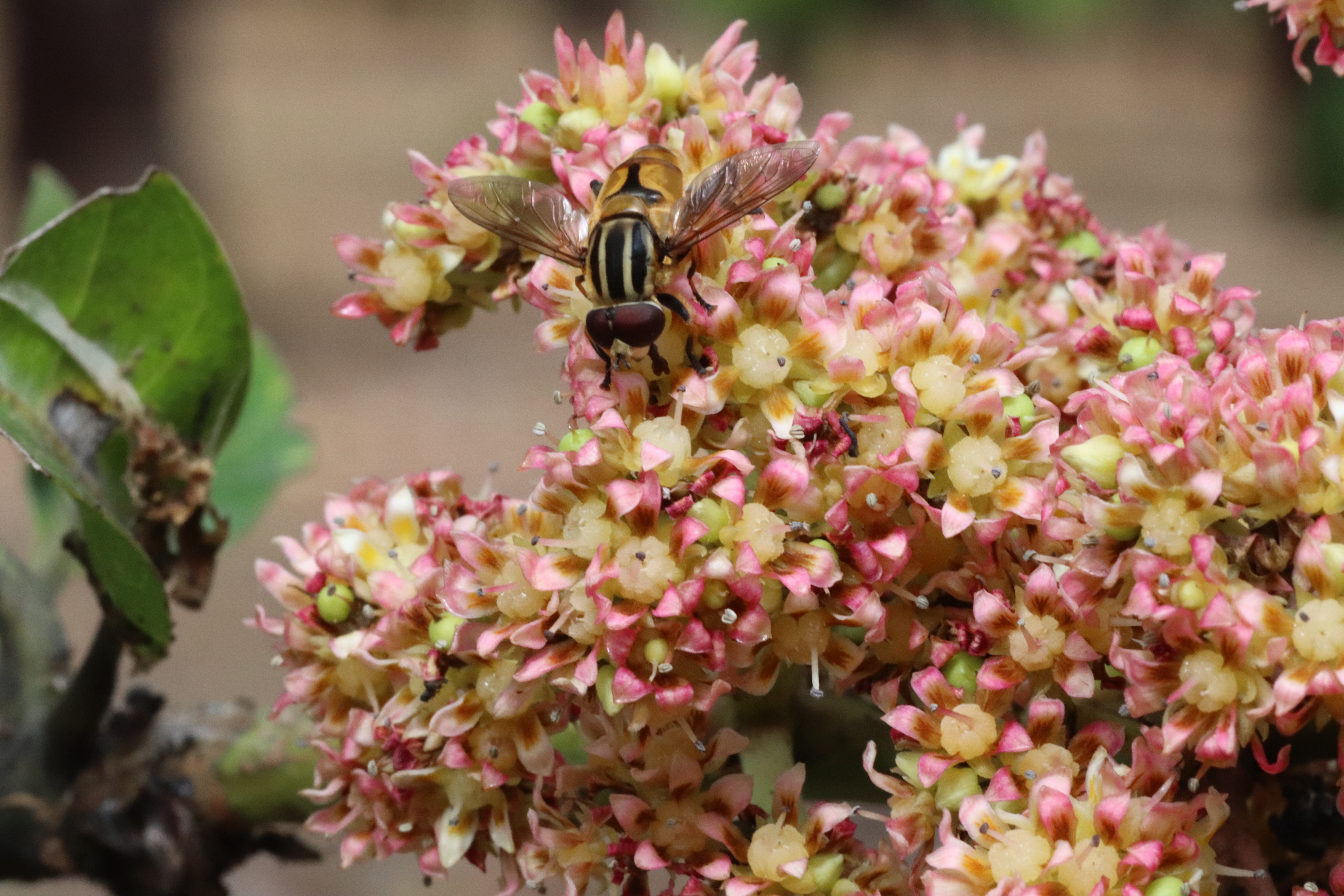 The hover fly Mesembrius bengalensis (Syrphidae) feeding on mango flowers in the Darwin region. 