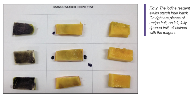 Fig 2. The iodine reagent stains starch blue black. On right are pieces of unripe fruit, on left, fully ripened fruit, all stained with the regent.