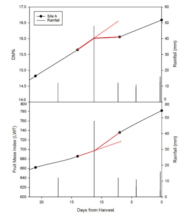 Figure 3. An example from 2016: a 50mm rain event resulted in a decrease in the rate of DM increase in the fruit, and an increase in the size of the fruit. 