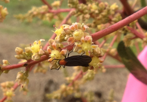 Black Tip Fly