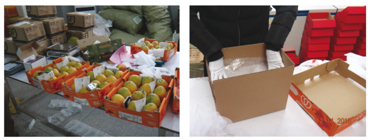 Packing of Australian mangoes from trays (left) to a padded cardboard box (right) with six fruit per box for in-country delivery in China